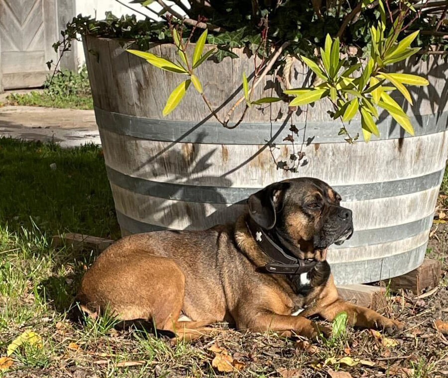 Hund liegt vor einem Holzbottich und wird von Sonne angeschienen
